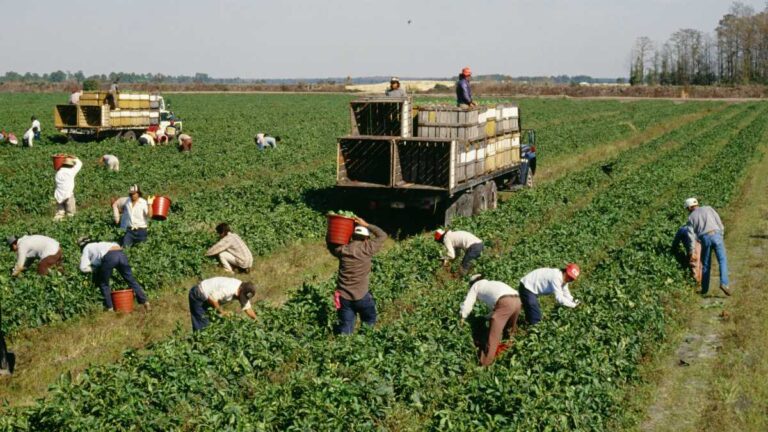 Agricultores em Risco