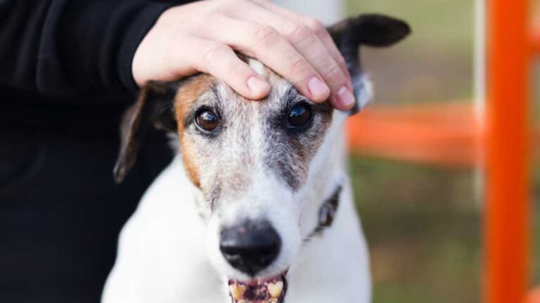 Inovações no mundo pet: torne a sua casa mais segura para seus animais