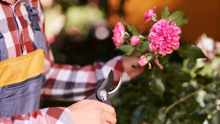 Qual a Melhor Lua para Podar Roseiras e Ter Flores Espetaculares o Ano Todo Melhor Lua para Podar Roseiras